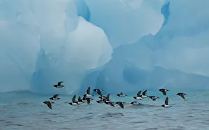 Little Auks (Alle alle) flying low above surface in front of iceberg. Spitsbergen
