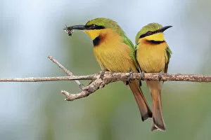 Two Little bee-eaters (Merops pusillus) perched side by side on branch, one with insect in beak, Allahein River