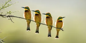 Four Little bee-eaters (Merops pusillus) perched on branch, Seronera Valley