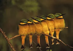 Six Little bee-eaters (Merops pusillus) perched in a row, Masai Mara, Kenya, Africa