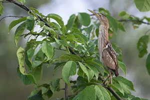 West Africa Prints: Little bittern (Ixobrychus minutus) juvenile, perched in tree, Allahein river, The Gambia