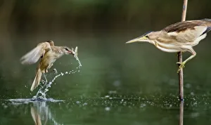 Miispecies Prints: Little bittern (Ixobrychus minutus) watching Great warbler (Acrocephalus arundinaceus) with prey
