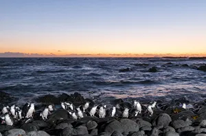 Little blue / fairy penguin (Eudyptula minor) coming ashore to breeding area after dusk