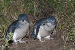 Little blue / fairy penguin (Eudyptula minor) pair courting near nesting burrow, Neck Game Reserve