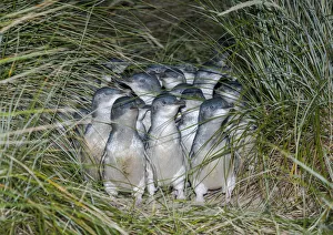 Little blue / fairy penguin (Eudyptula minor) walking on pathway to nesting burrows