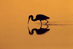 Orange Gallery: Little blue heron (Egretta caerulea) in lagoon at sunrise, Fort Myers Beach, Gulf Coast