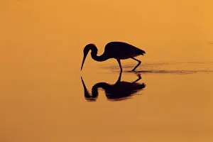 Orange Prints: Little blue heron (Egretta caerulea) in lagoon at sunrise, Fort Myers Beach, Gulf Coast