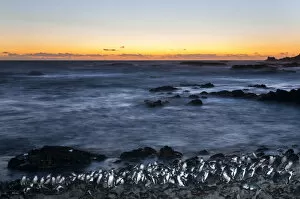 Little blue penguin (Eudyptula minor) group coming ashore after dusk, Phillip Island Nature Park