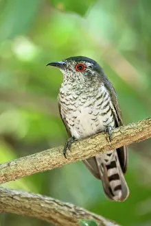 Cuculiformes Prints: Little bronze-cuckoo (Chrysococcyx minutillus) male