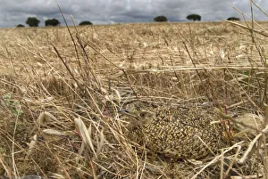 Hidden In Nature Prints: Little bustard {Tetrax tetrax} juvenile camouflaged on grassland, Portugal