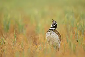 Catalonia Prints: Little bustard (Tetrax tetrax) standing in grassland calling