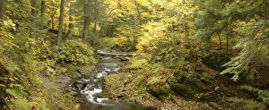 Images Dated 11th June 2008: Little Carp River and autumn woodland, Porcupine Mountains State Park, Upper Peninsula