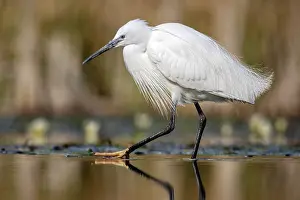 True Egret Prints: Little egret (Egretta garzetta) breeding plumage