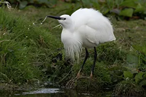 Norfolk Prints: Little egret (Egretta garzetta) in breeding plumage