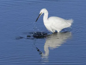 True Egret Prints: Little egret (Egretta garzetta) fishing in a flooded saltmarsh creek at high tide