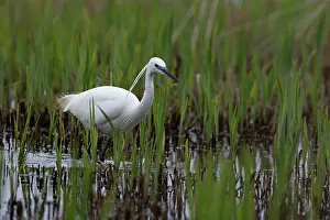 Wetland Prints: Little egret (Egretta garzetta) fishing in new growth marsh, Suffolk, England, UK. March
