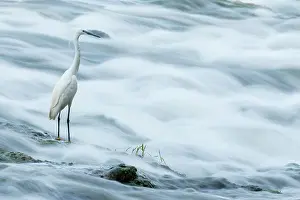 Long Exposure Prints: Little egret (Egretta garzetta) fishing in a river, La Rioja, Spain. July