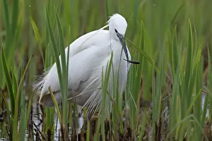 True Egret Prints: Little egret (Egretta garzetta) fishing in shallow water, Suffolk, England, UK. March