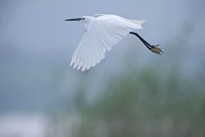 Little egret (Egretta garzetta) in flight, Lake Belau, Moldova, June