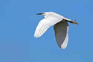 Little egret (Egretta garzetta) in flight against blue sky, Zeeland, Netherlands. February