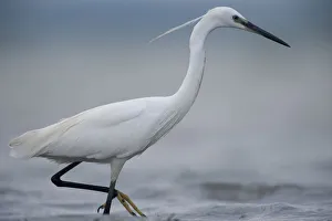 Images Dated 29th June 2009: Little egret (Egretta garzetta) profile, Lake Belau, Moldova, June