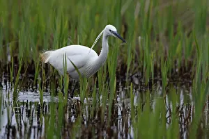 True Egret Prints: Little egret (Egretta garzetta) wading in shallow water, Suffolk, England, UK. March