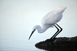 Herons Prints: Little egret {Egretta garzetta} at waters edge hunting sequence 1 / 3, Donana NP, Sevilla