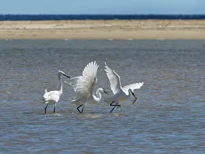 Predation Prints: Two Little egrets (Egretta garzetta) chasing another that has just caught a fish in a coastal lagoon