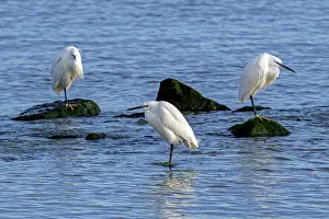 True Egret Prints: Three Little egrets (Egretta garzetta) perched on rocks along the coast in late winter