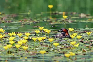 Asterales Prints: Little grebe (Tachybaptus ruficollis) on pond covered with Yellow floating heart (Nymphoides peltata) flowers