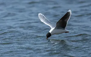 Seagulls Prints: Little gull (Hydrocoloeus minutus) feeding on insects on the surface of the water