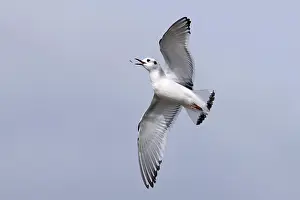Underside Prints: Little gull (Larus minutus) in flight feeding on insects