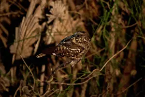Ratite Prints: Little nightjar (Caprimulgus parvulus) perched on branch