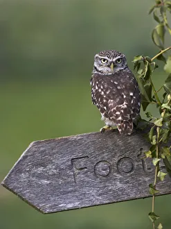 Little owl (Athena noctua) perched on footpath signpost, Gloucestershire, UK, April