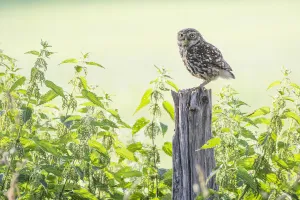 Little owl (Athene noctua) adult, The Netherlands