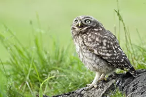 Images Dated 3rd August 2011: Little owl (Athene noctua) Chick calling for food from tree stump, Hertfordshire