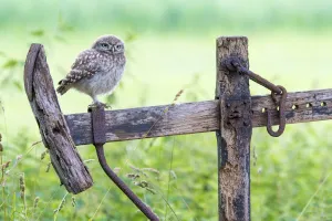 Little owl (Athene noctua) chick on old fence, The Netherlands Little owl (Athene noctua) chick on old fence, The Netherlands