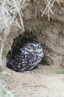 Rabbits Prints: Little owl (Athene noctua) at entrance to nest burrow in old rabbit warren, Wales, UK