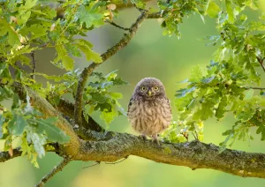 Outer London Prints: Little Owl (Athene noctua) immature perched in oak tree, London. July