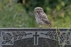 Strigiformes Prints: Little owl (Athene noctua) juvenile perched on grave stone in churchyard