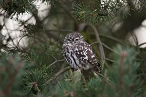 Owls Prints: Little owl (Athene noctua) juvenile perched in pine tree, Norfolk, UK, September