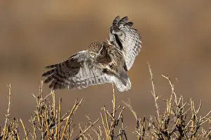 Strigiformes Prints: Little owl (Athene noctua) landing in bushes, Margaz Mountains, Western Mongolia