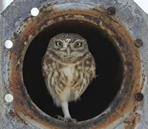 Arabia Gallery: Little owl (Athene noctua) in old irrigation pipe, Oman, December