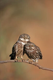 Images Dated 5th August 2010: Little owl {Athene noctua) pair perched, courtship behaviour, Spain