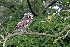 Athene Prints: Little owl (Athene noctua) perched on branch, Norfolk, England, UK. June