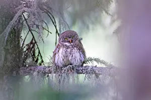 Foliage Prints: Little owl (Athene noctua) perched on branch, France. June