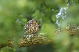 June Prints: Little owl (Athene noctua) perched on branch of oak tree, London, UK, June