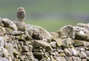 Little owl (Athene noctua) perched on a dry stone wall, NorthYorkshire, UK. June, 2021 Little owl (Athene noctua) perched on a dry stone wall, NorthYorkshire, UK. June, 2021
