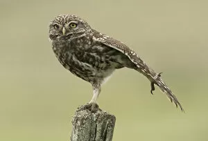 Stretching Gallery: Little owl (Athene noctua) perched on a fence post, stretching its wings, Castro Verde