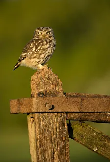 Worcestershire Prints: Little Owl (Athene noctua) perched on a gate in late evening light, Worcestershire, May